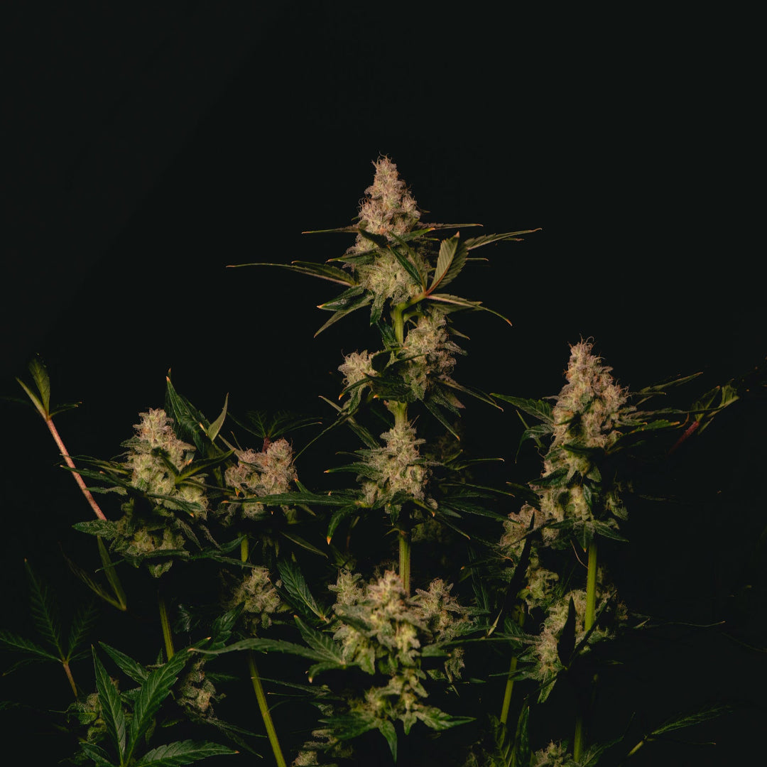 Garlic Cookies (AKA GMO Cookies)