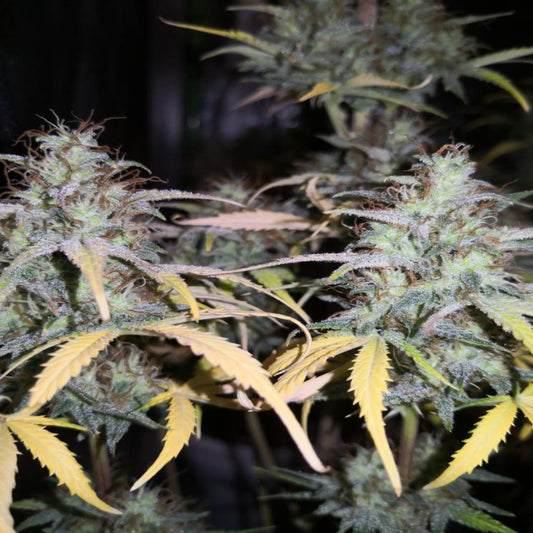 Girl Scout Kush AUTO