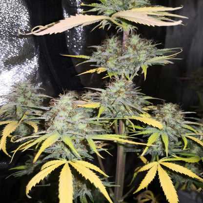 Girl Scout Kush AUTO
