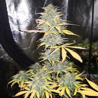 Girl Scout Kush AUTO