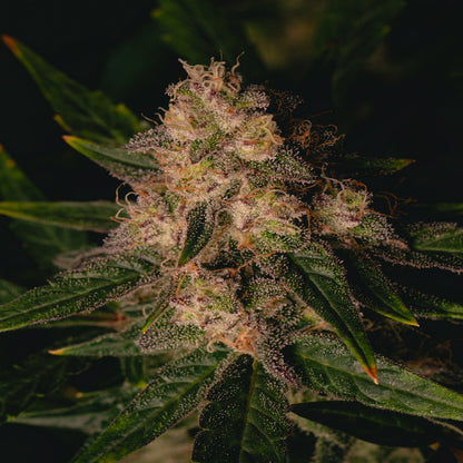 Garlic Cookies (AKA GMO Cookies)