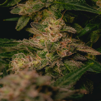 Garlic Cookies (AKA GMO Cookies)