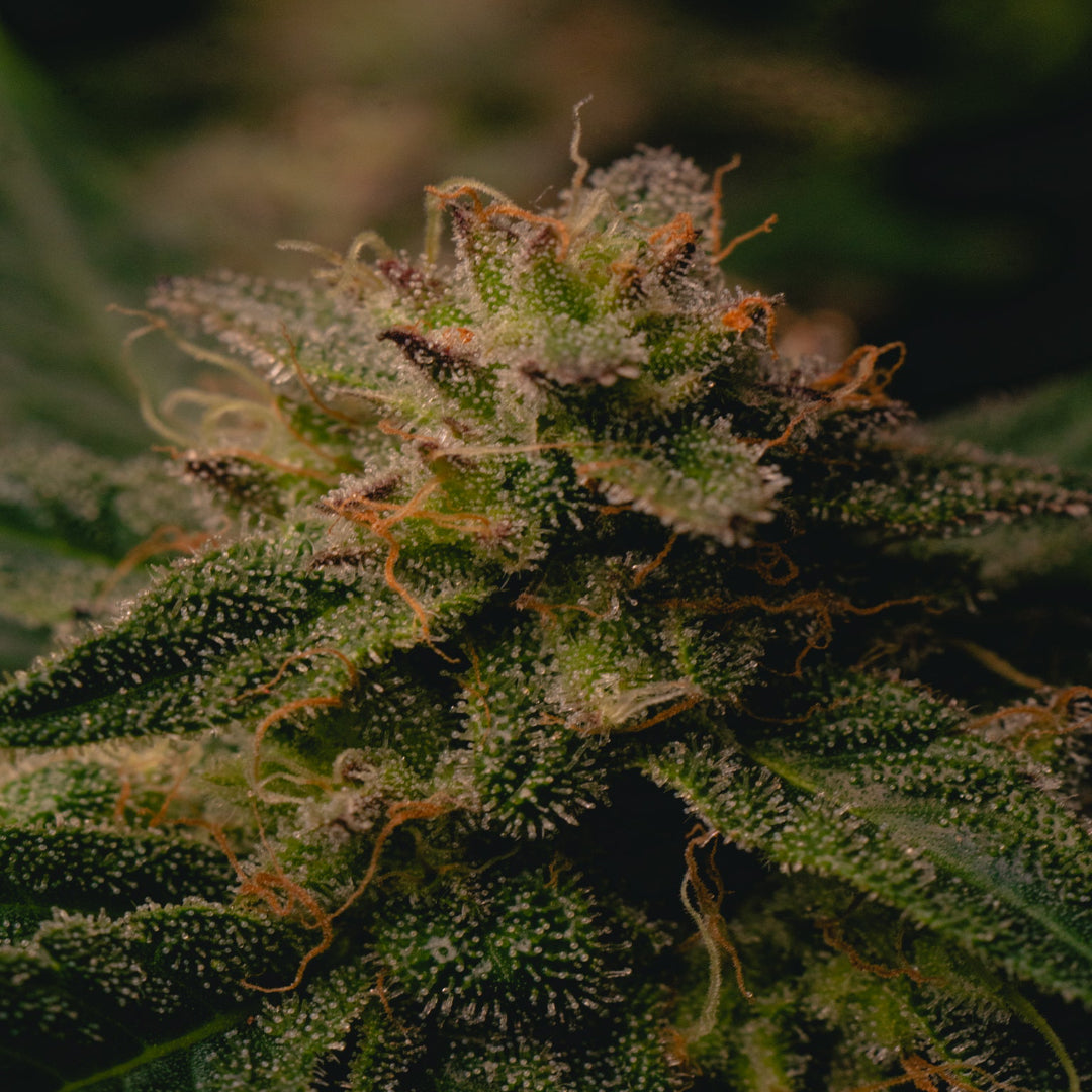 Garlic Cookies (AKA GMO Cookies)