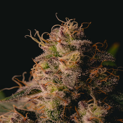 Garlic Cookies (AKA GMO Cookies)