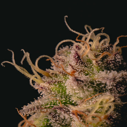 Garlic Cookies (AKA GMO Cookies)