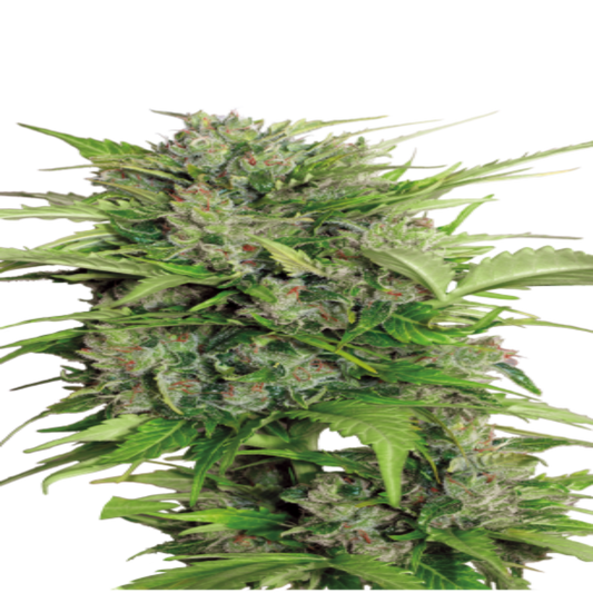 AK 47
