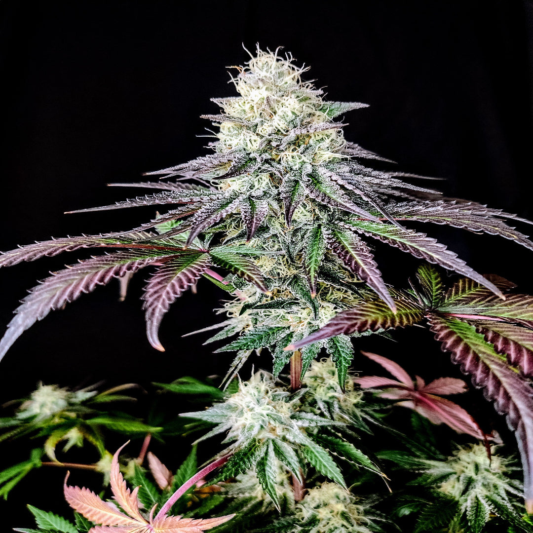 Garlic Cookies (AKA GMO Cookies)