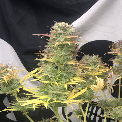 Girl Scout Kush AUTO