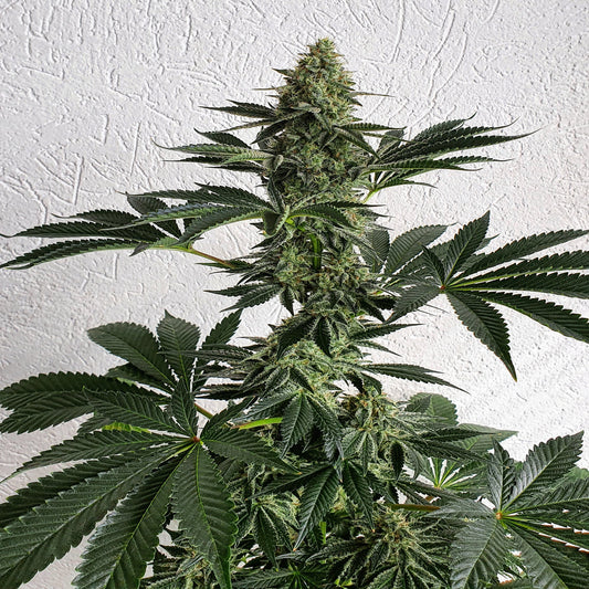 Lemon Storm