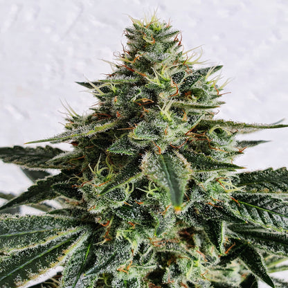 Lemon Storm