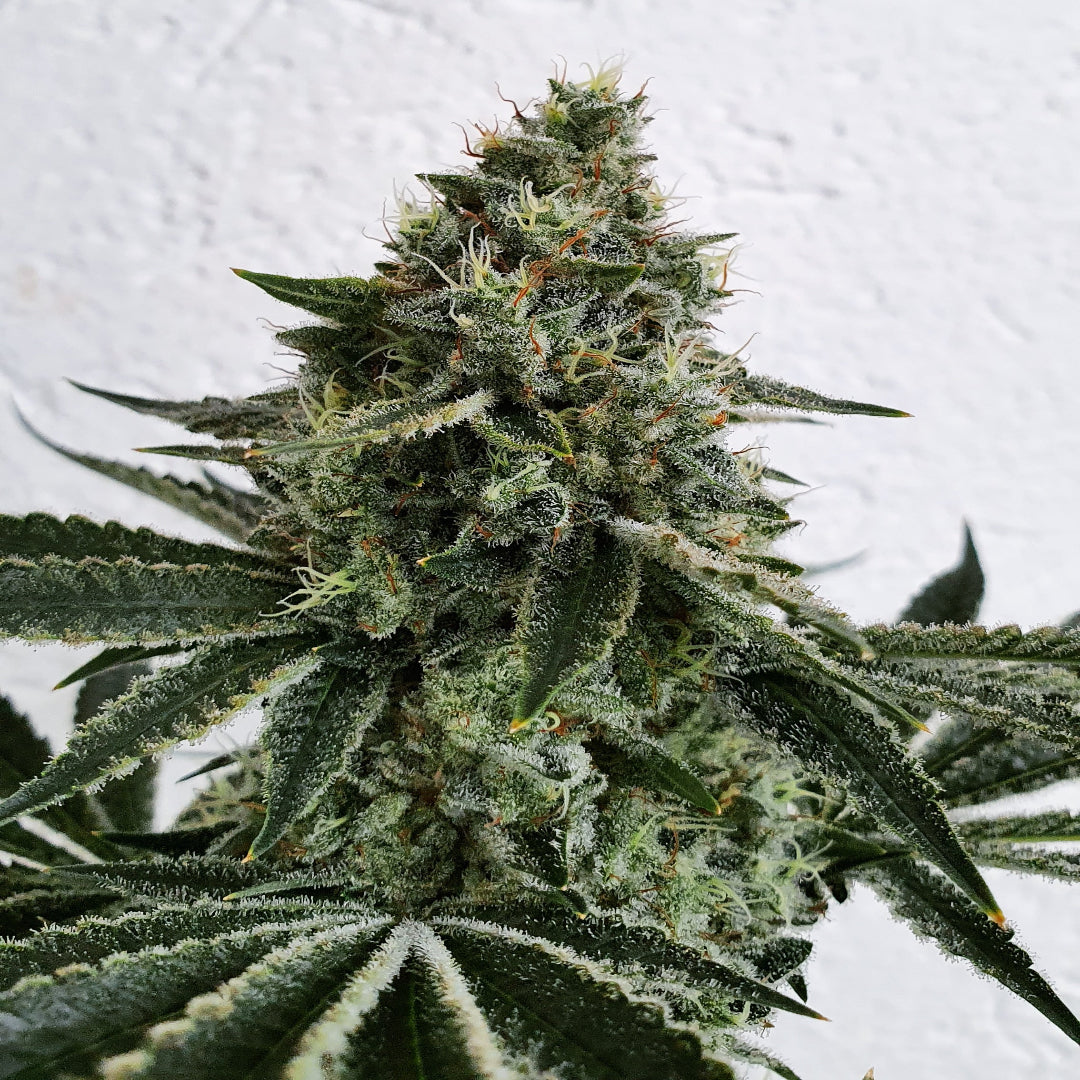 Lemon Storm