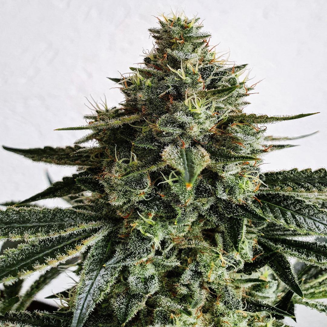 Lemon Storm