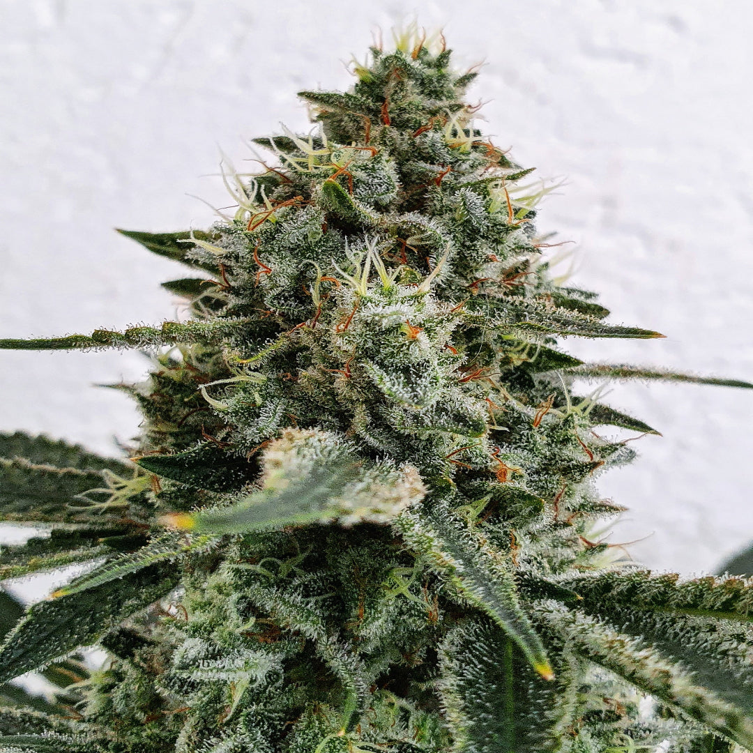 Lemon Storm
