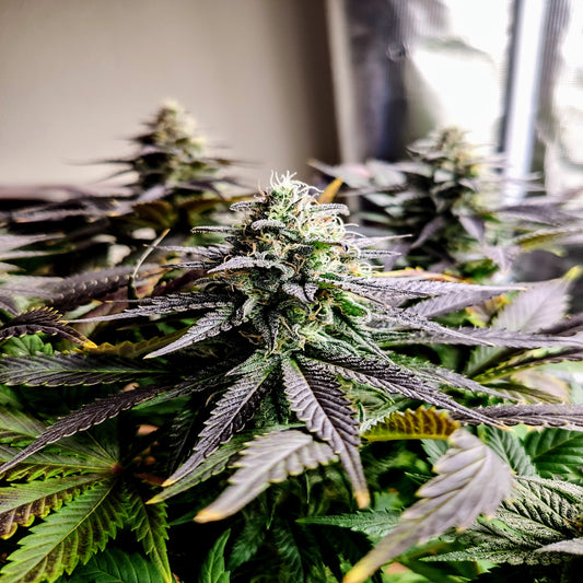 Mimosa