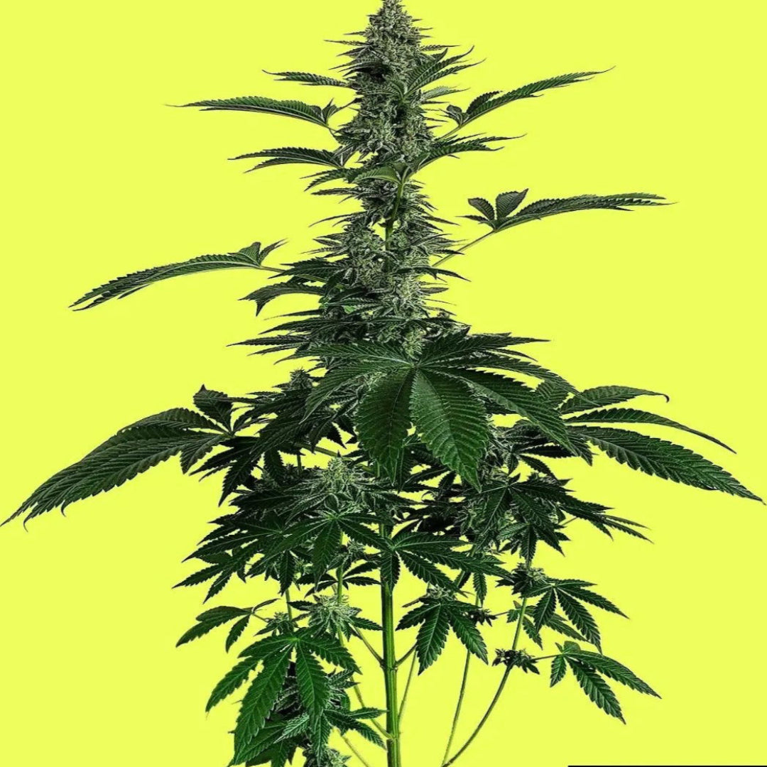 Lemon Storm