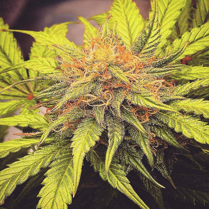 Mandarine Cream AUTO