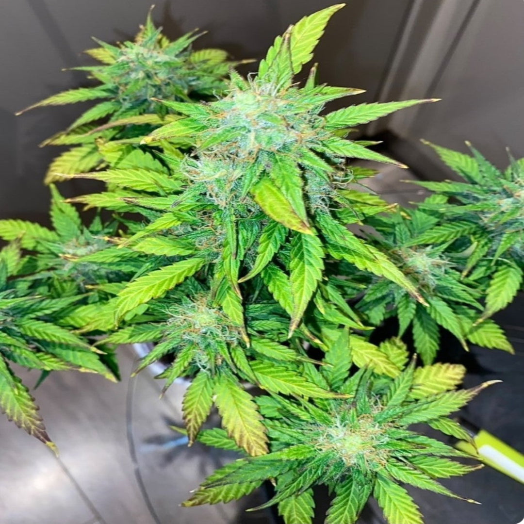 Mandarine Cream AUTO