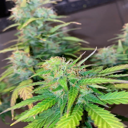 Mandarine Cream AUTO