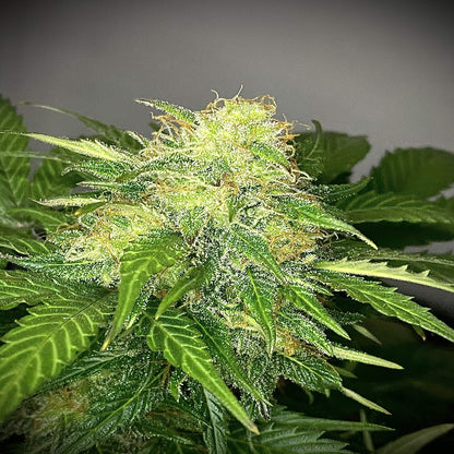 Mandarine Cream AUTO