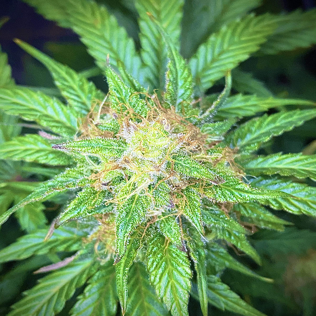 Mandarine Cream AUTO