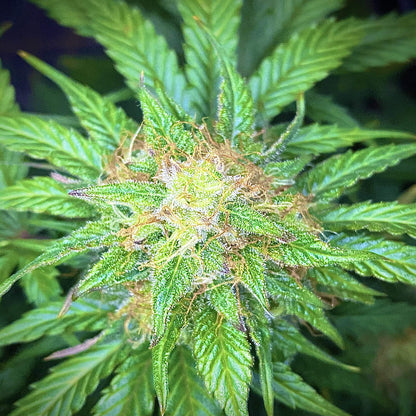 Mandarine Cream AUTO