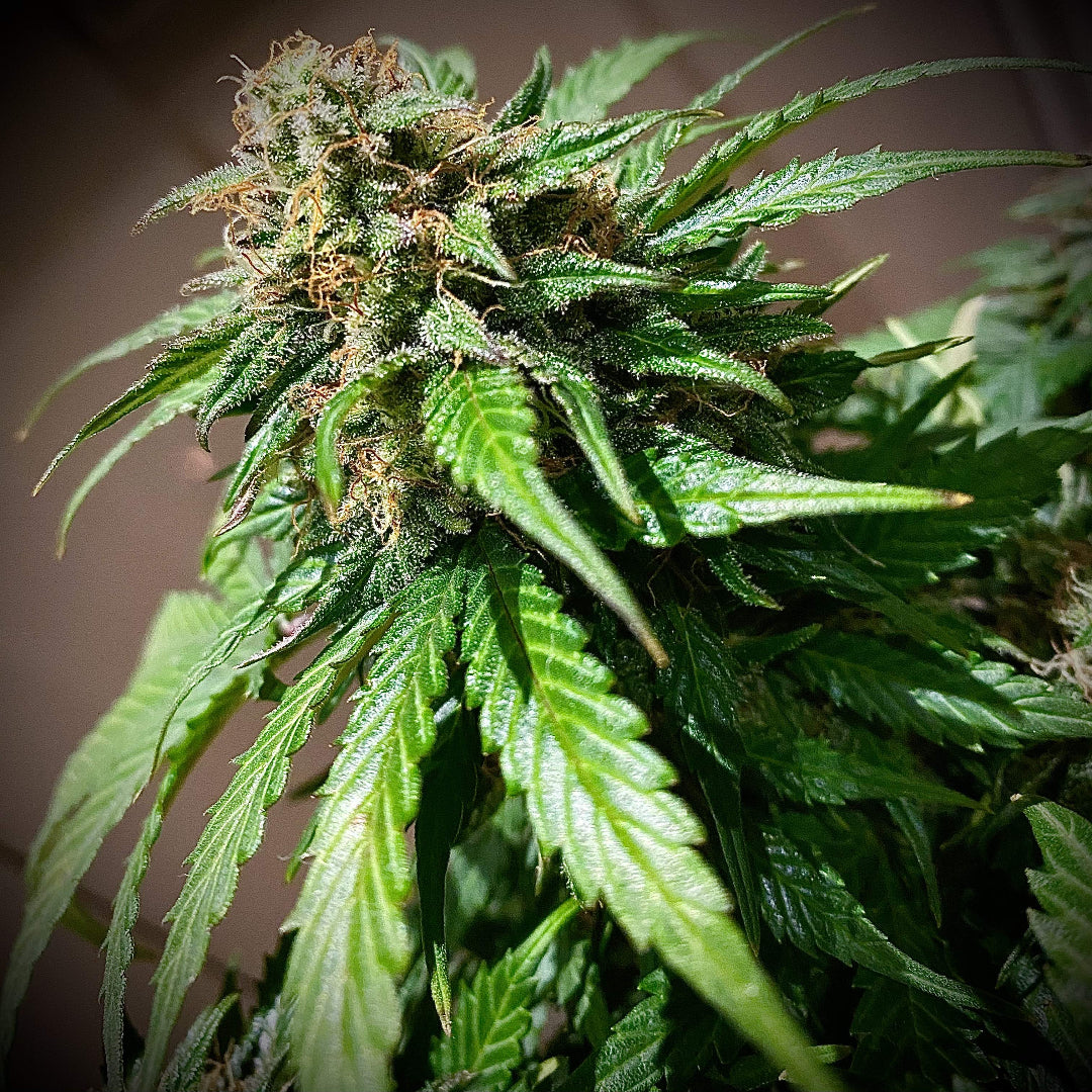 Mandarine Cream AUTO