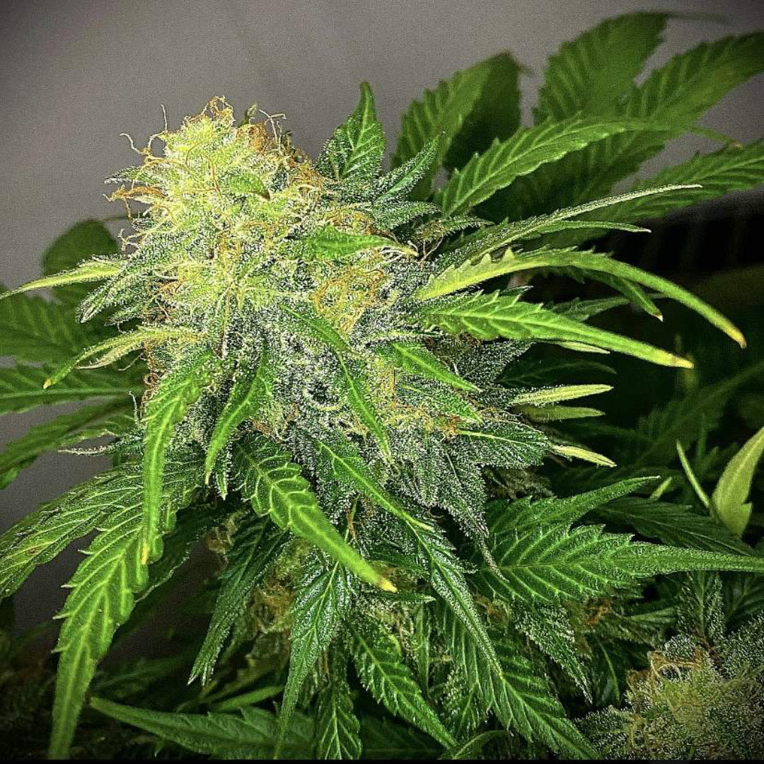 Mandarine Cream AUTO