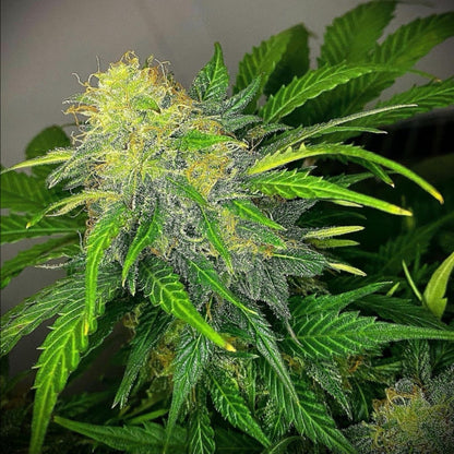 Mandarine Cream AUTO