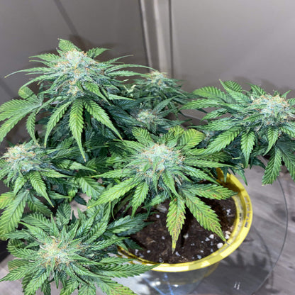 Mandarine Cream AUTO