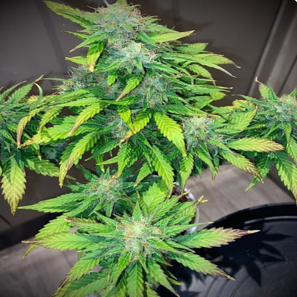 Mandarine Cream AUTO