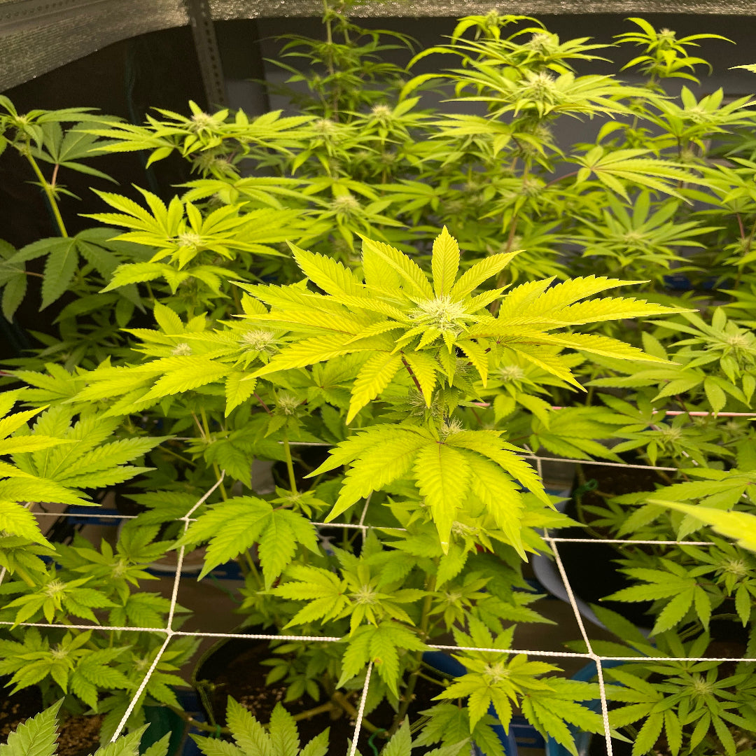 Peanut Butter Cookies