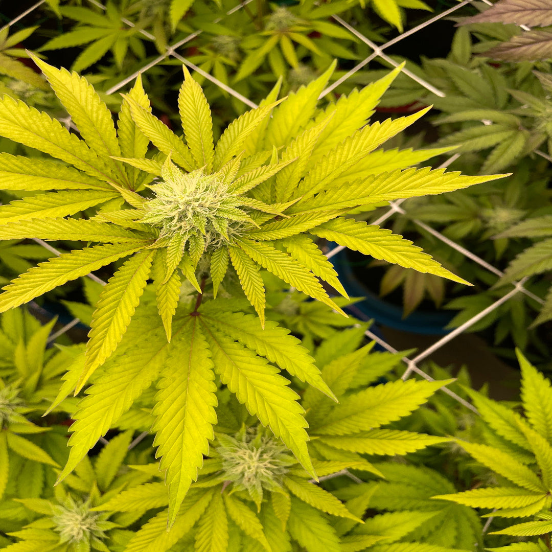 Peanut Butter Cookies