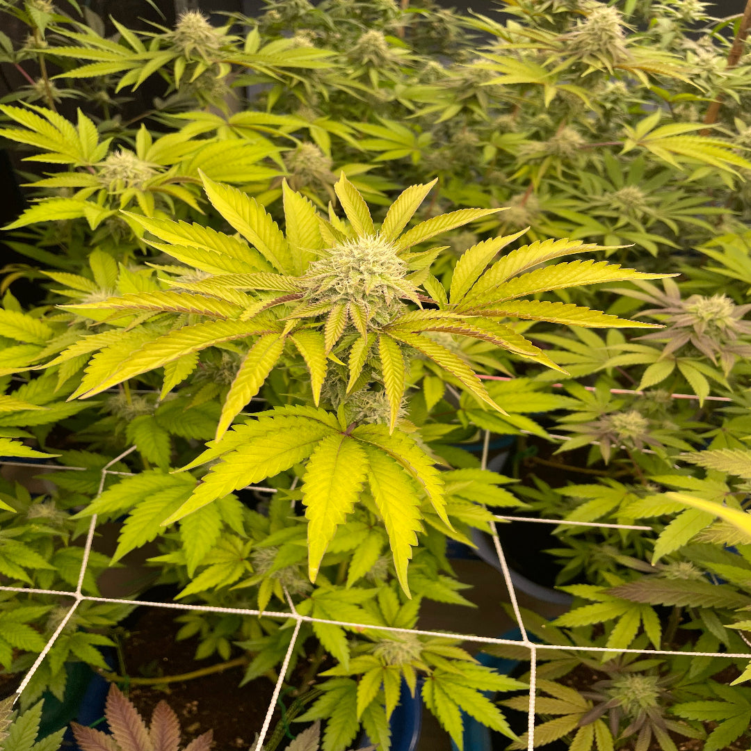 Peanut Butter Cookies