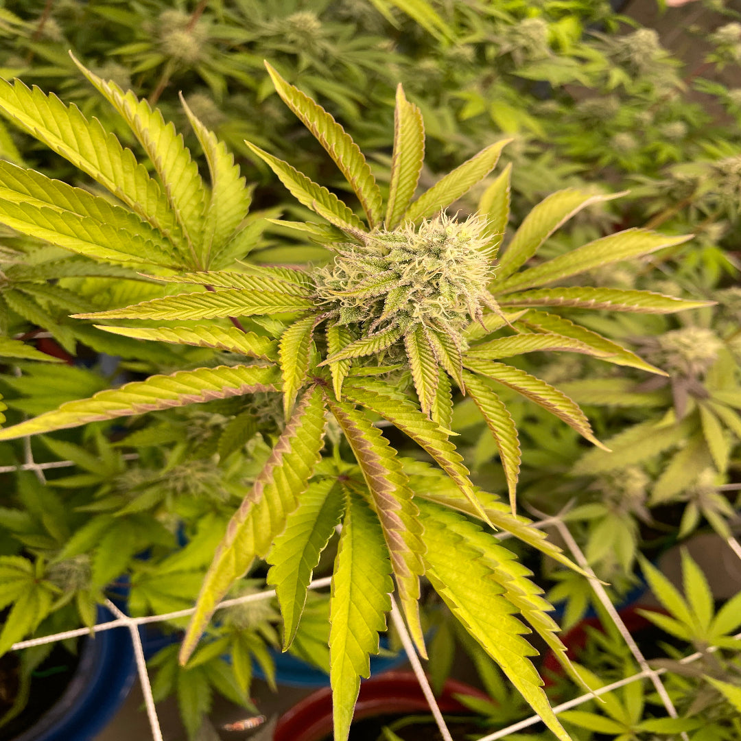 Peanut Butter Cookies