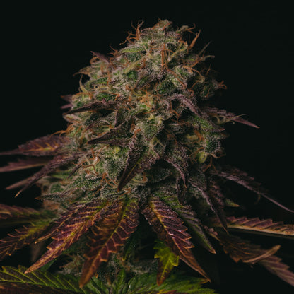 Peanut Butter Cookies