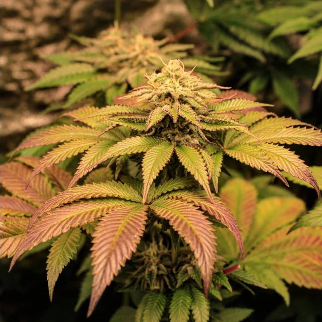 Peanut Butter Cookies