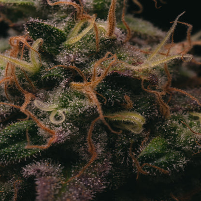 Peanut Butter Cookies