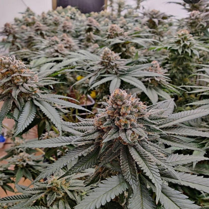 Strawberry Shortcake Auto